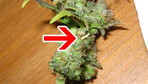 how to identify cannabis hermies.